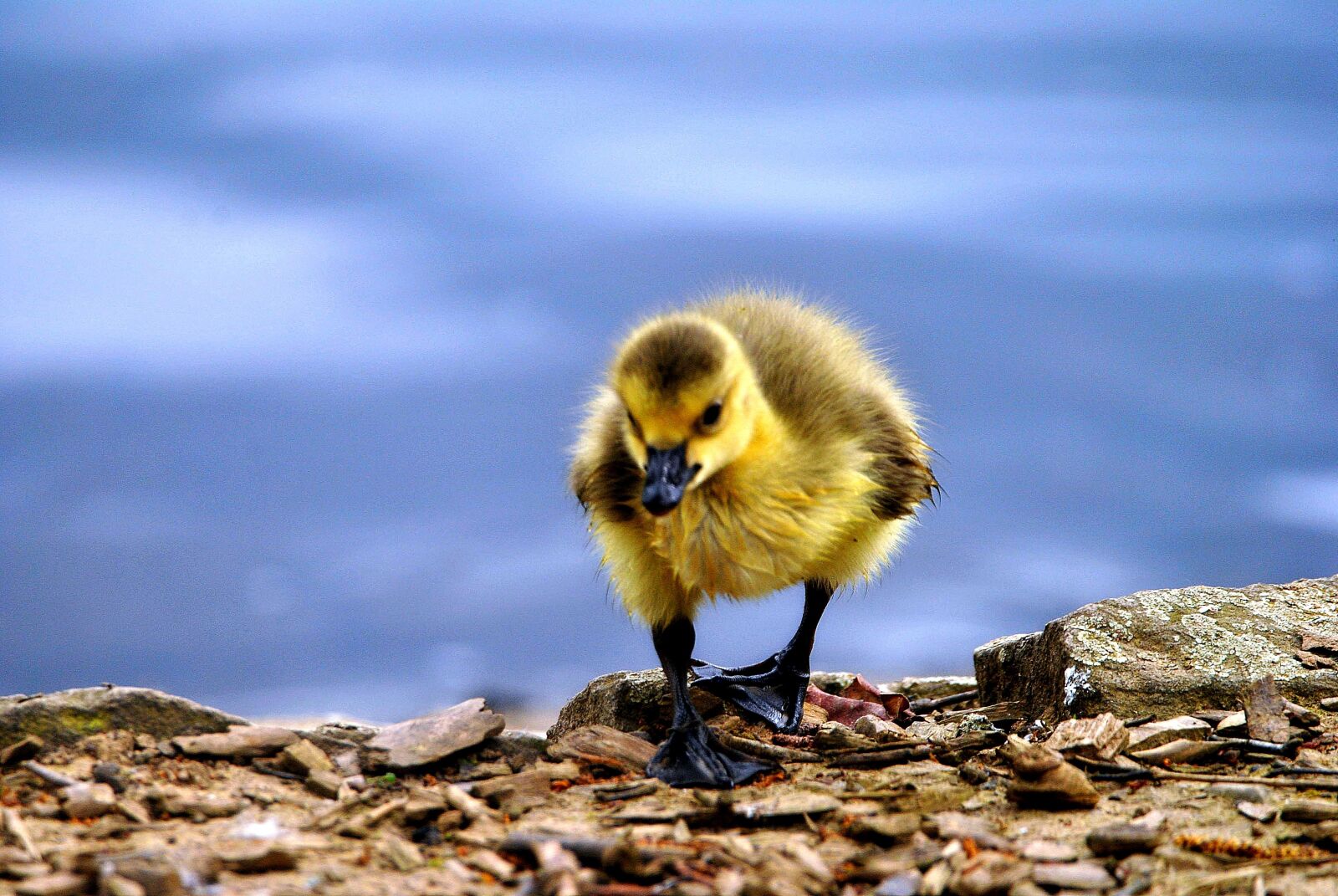 Nikon D3000 sample photo. Canada goose water, sky photography