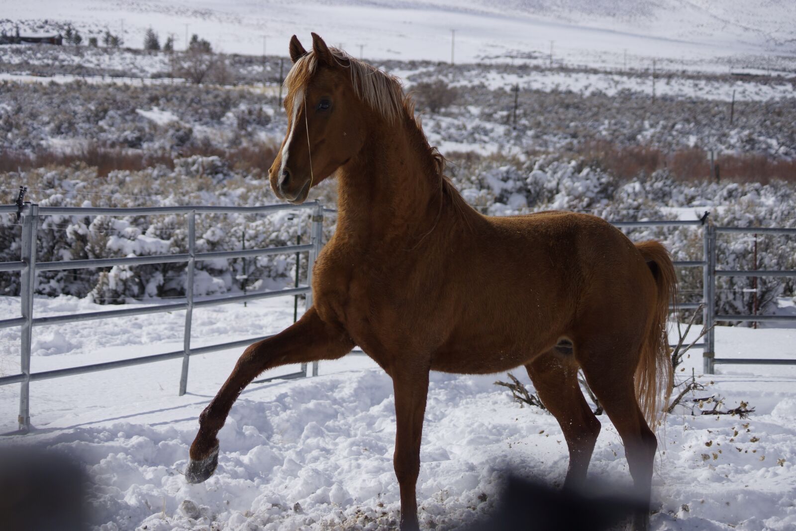 Sony SLT-A77 + Sony DT 55-200mm F4-5.6 SAM sample photo. Horse, winter, snow photography