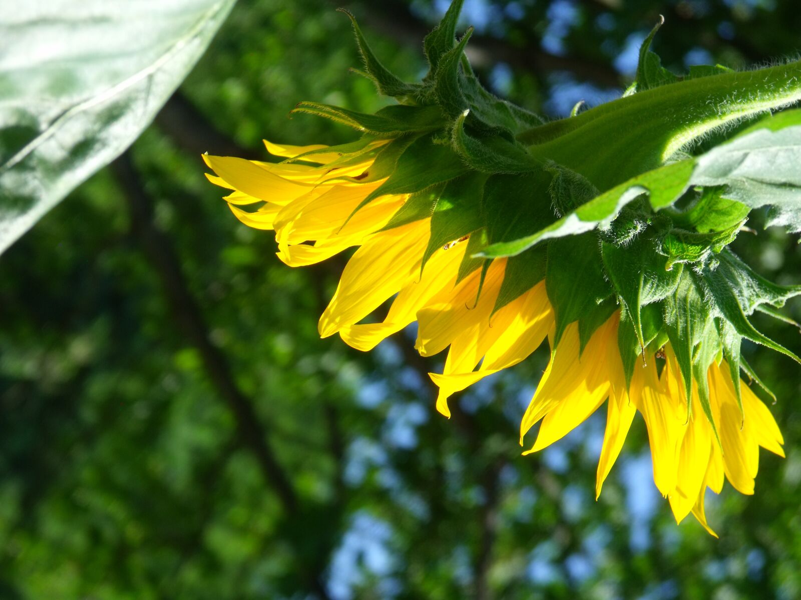 Fujifilm FinePix S1500 sample photo. Flower, sunflower, summer photography