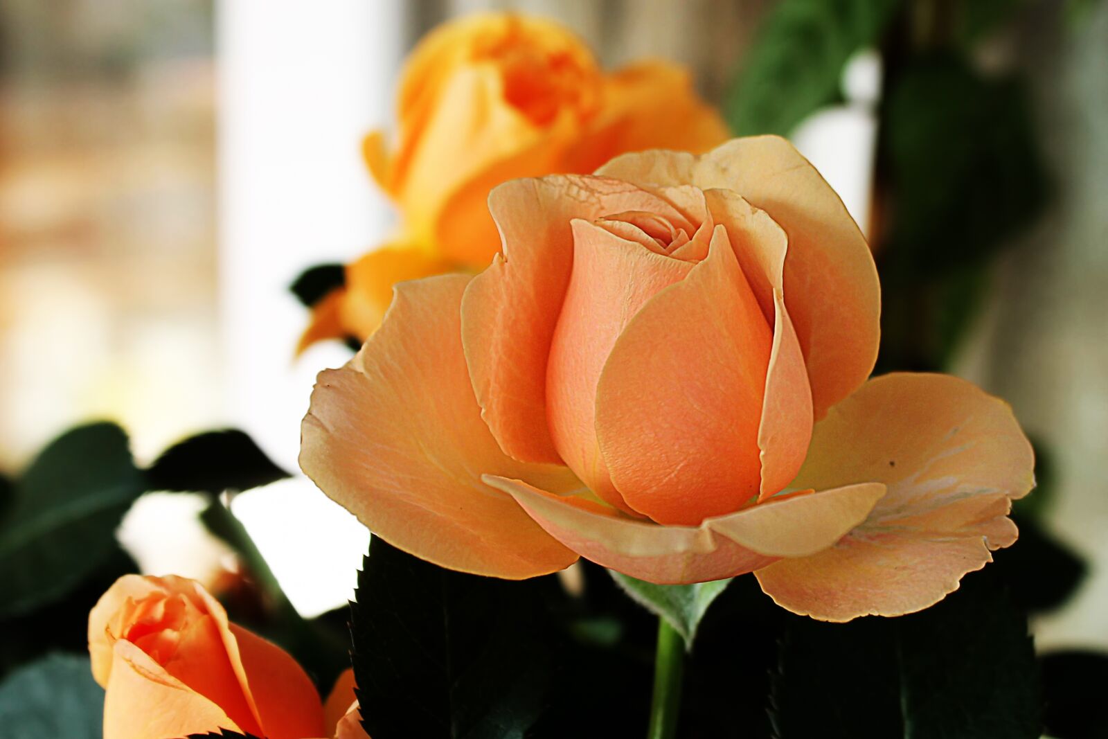 Canon EOS 1100D (EOS Rebel T3 / EOS Kiss X50) sample photo. Rose, orange, orange rose photography