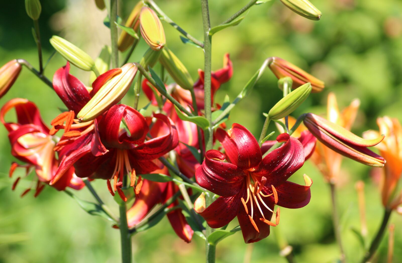 Canon EOS 1200D (EOS Rebel T5 / EOS Kiss X70 / EOS Hi) sample photo. Lily, lilies, red photography