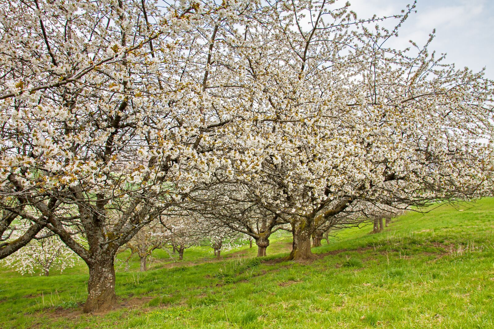 Canon EOS 7D sample photo. Cherry tree, high-stem, cherry photography