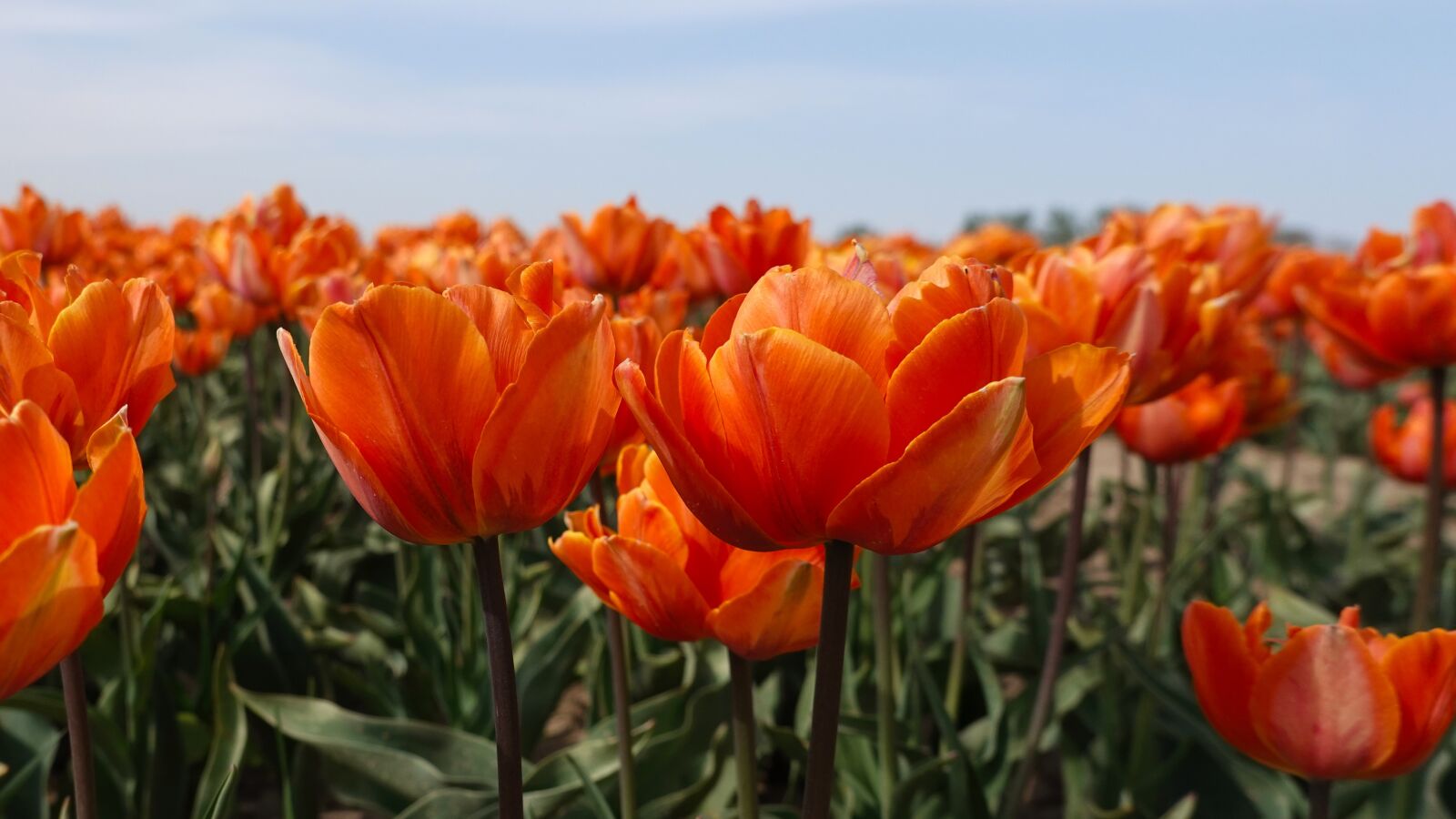 Sony Cyber-shot DSC-RX100 VI sample photo. Tulips, orange, tulip fields photography