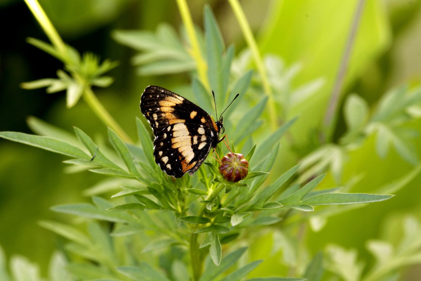 Canon EOS 1100D (EOS Rebel T3 / EOS Kiss X50) sample photo. Butterfly, insect, beauty photography