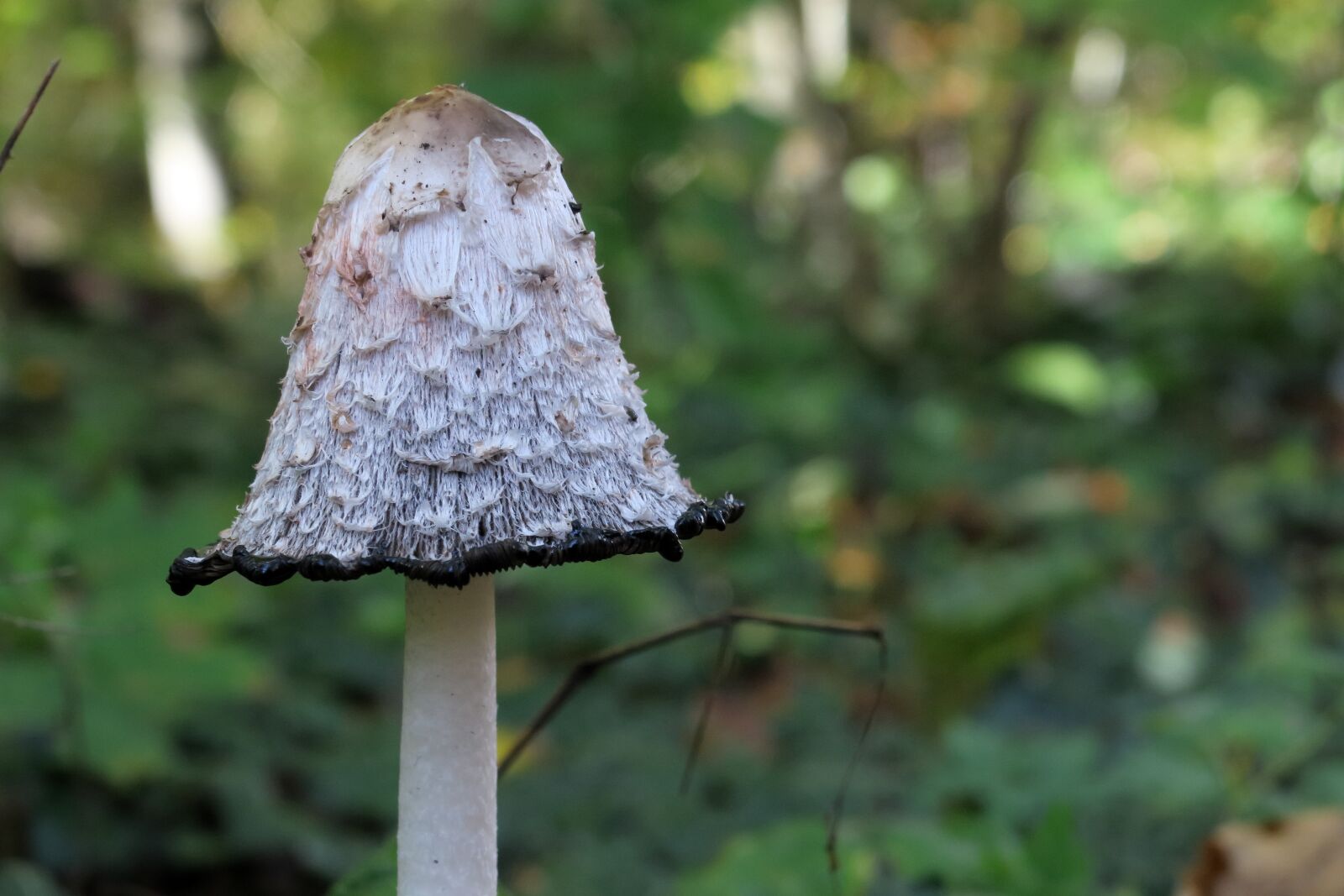 Canon PowerShot G3 X sample photo. Mushroom, schopf comatus, asparagus photography
