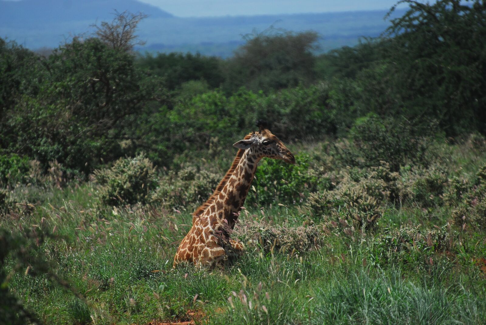 Nikon D200 sample photo. Giraffe, rest, nature photography