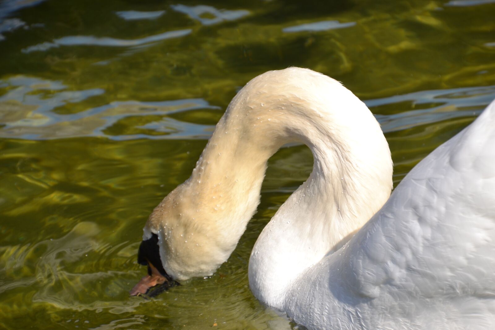 Nikon D3100 sample photo. Swan, water, bird photography
