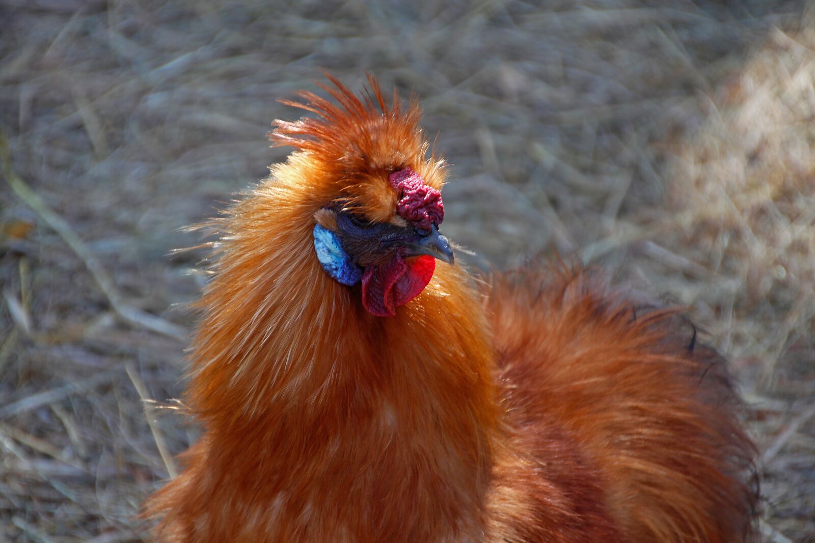 Canon EOS 650D (EOS Rebel T4i / EOS Kiss X6i) sample photo. Seidenhuhn, chicken, head photography