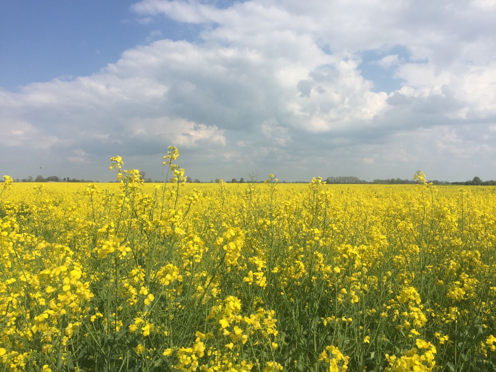 Apple iPhone 6 sample photo. Field of rapeseeds, northern photography