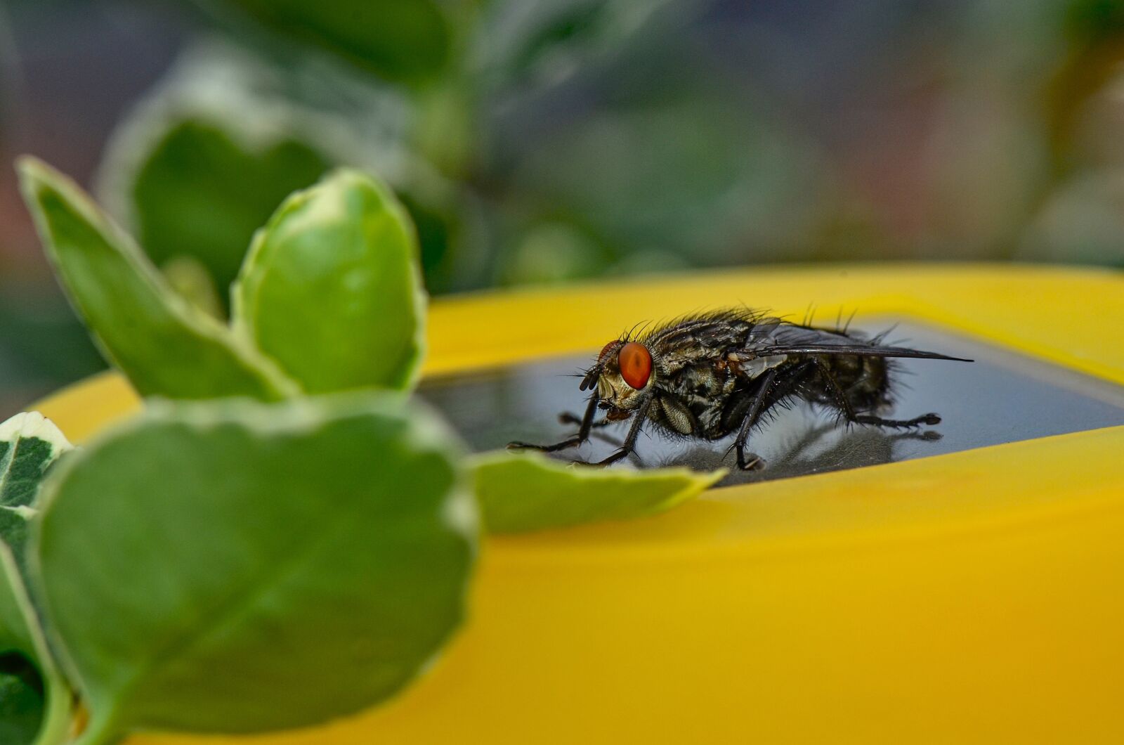 Nikon D7000 sample photo. Bluebottle, insect, close up photography