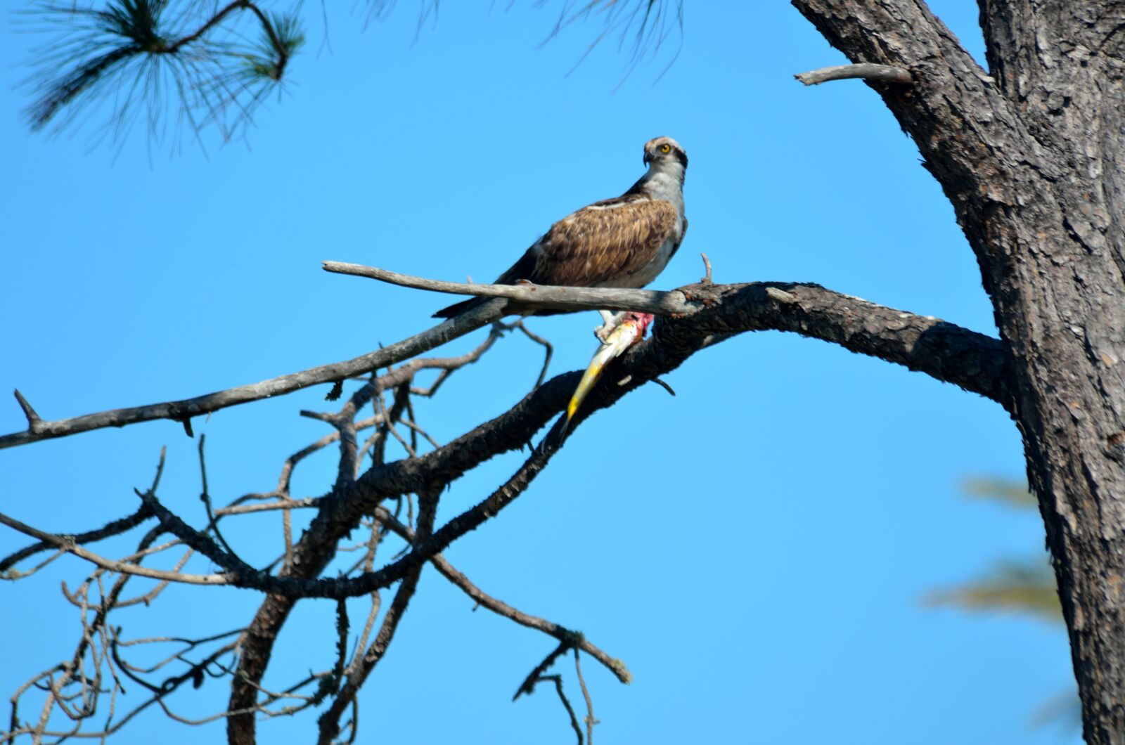 Nikon D7000 sample photo. Bird, nature, wildlife photography