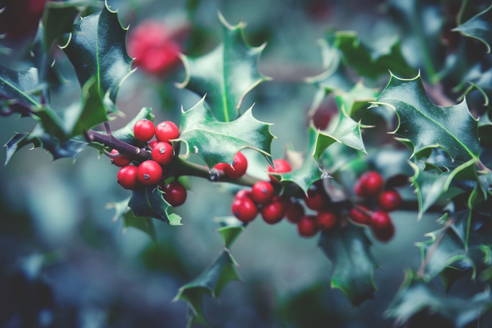 Nikon D5300 sample photo. Plant, berry, berry red photography