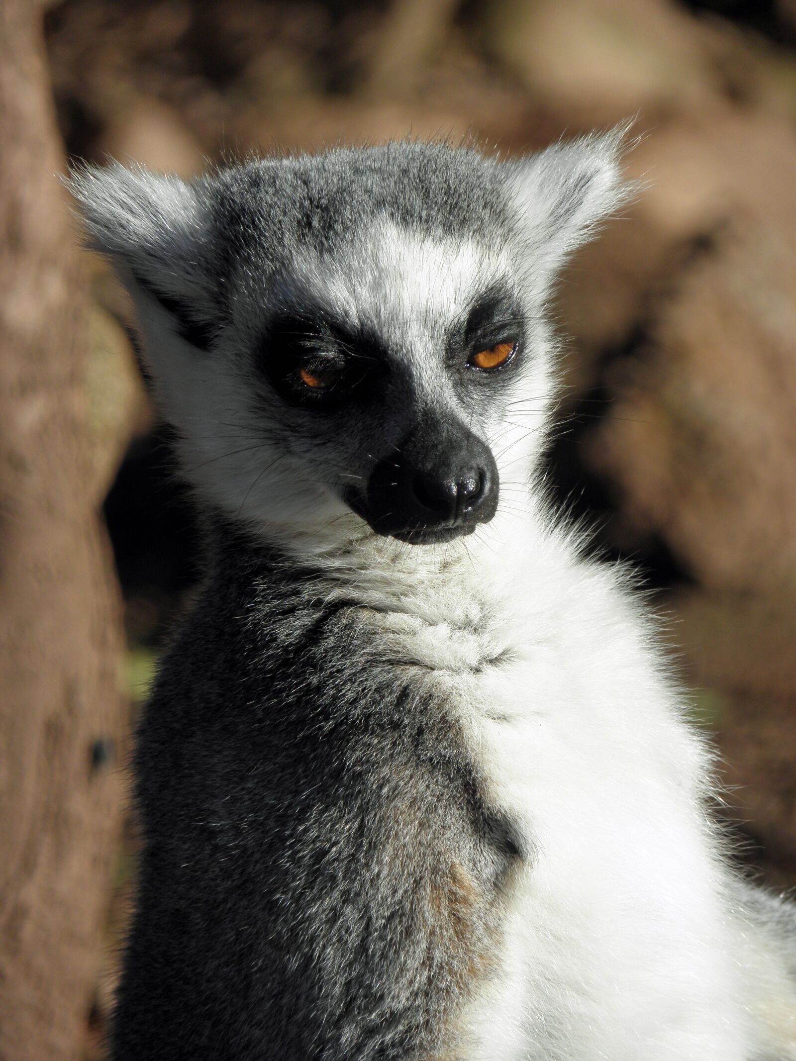 Olympus SP590UZ sample photo. Lemur, mammal, primate photography