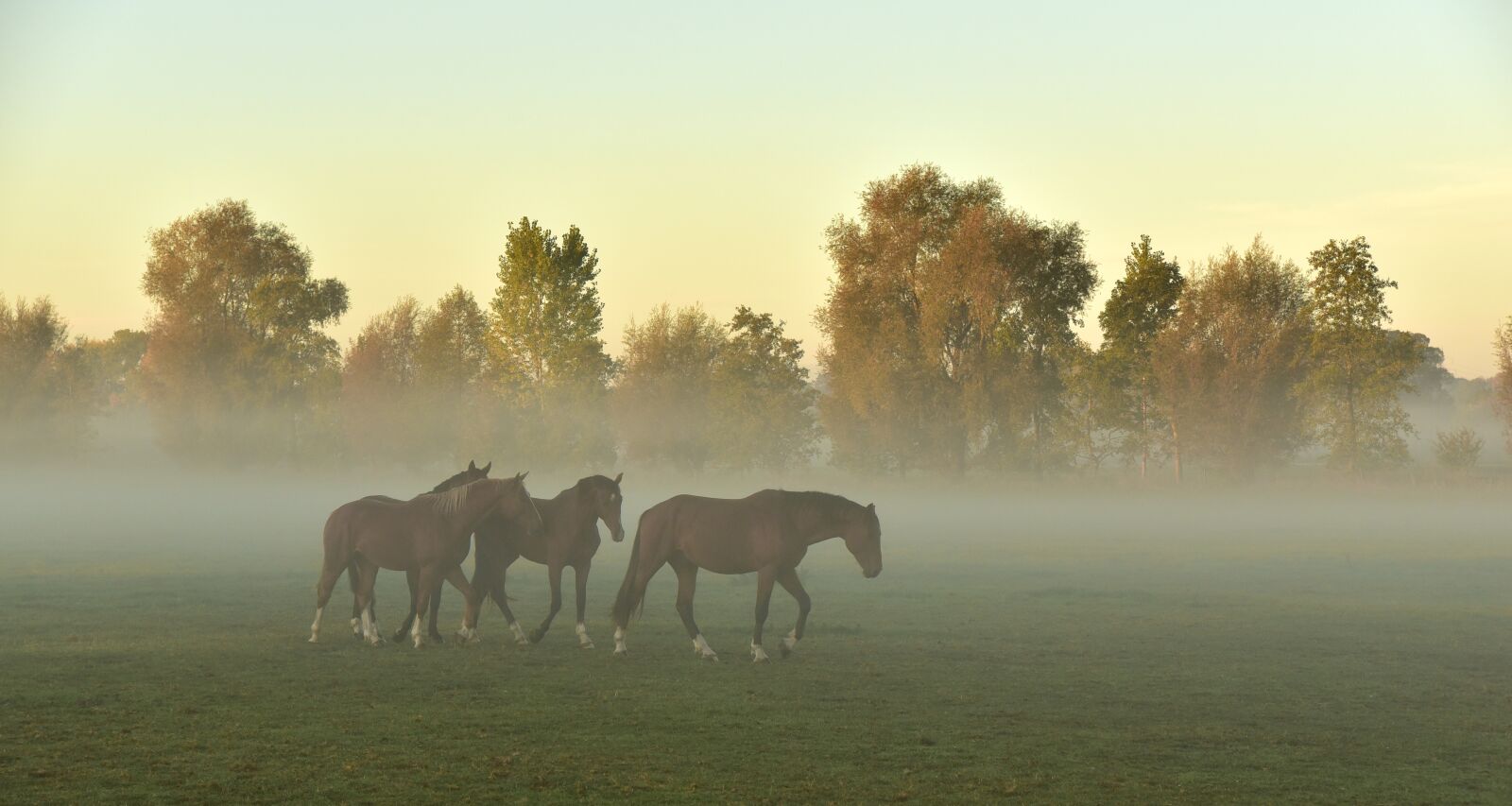 Nikon D750 sample photo. Morning mist, horses, pasture photography
