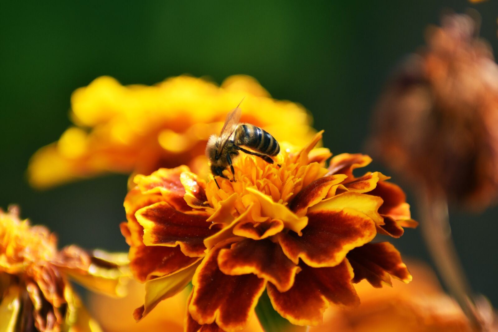 Nikon D3400 sample photo. Wasp, flower, garden photography