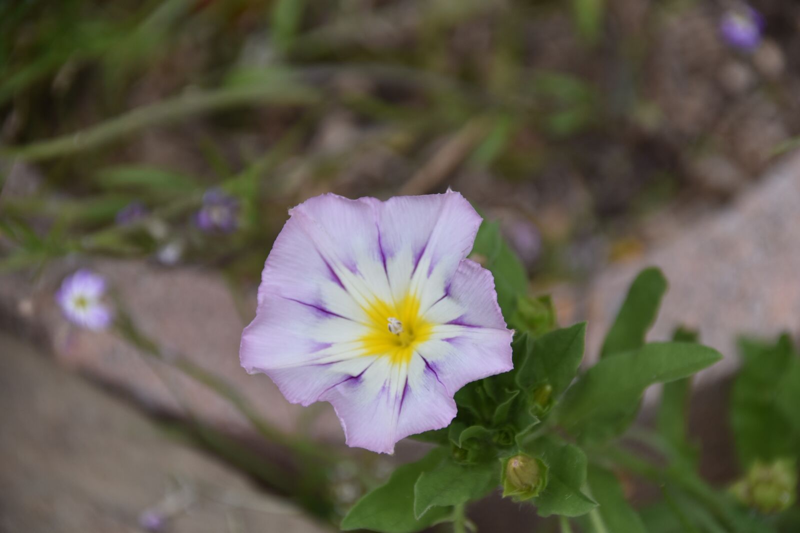 Nikon D5600 sample photo. Flower, stamens, nature photography