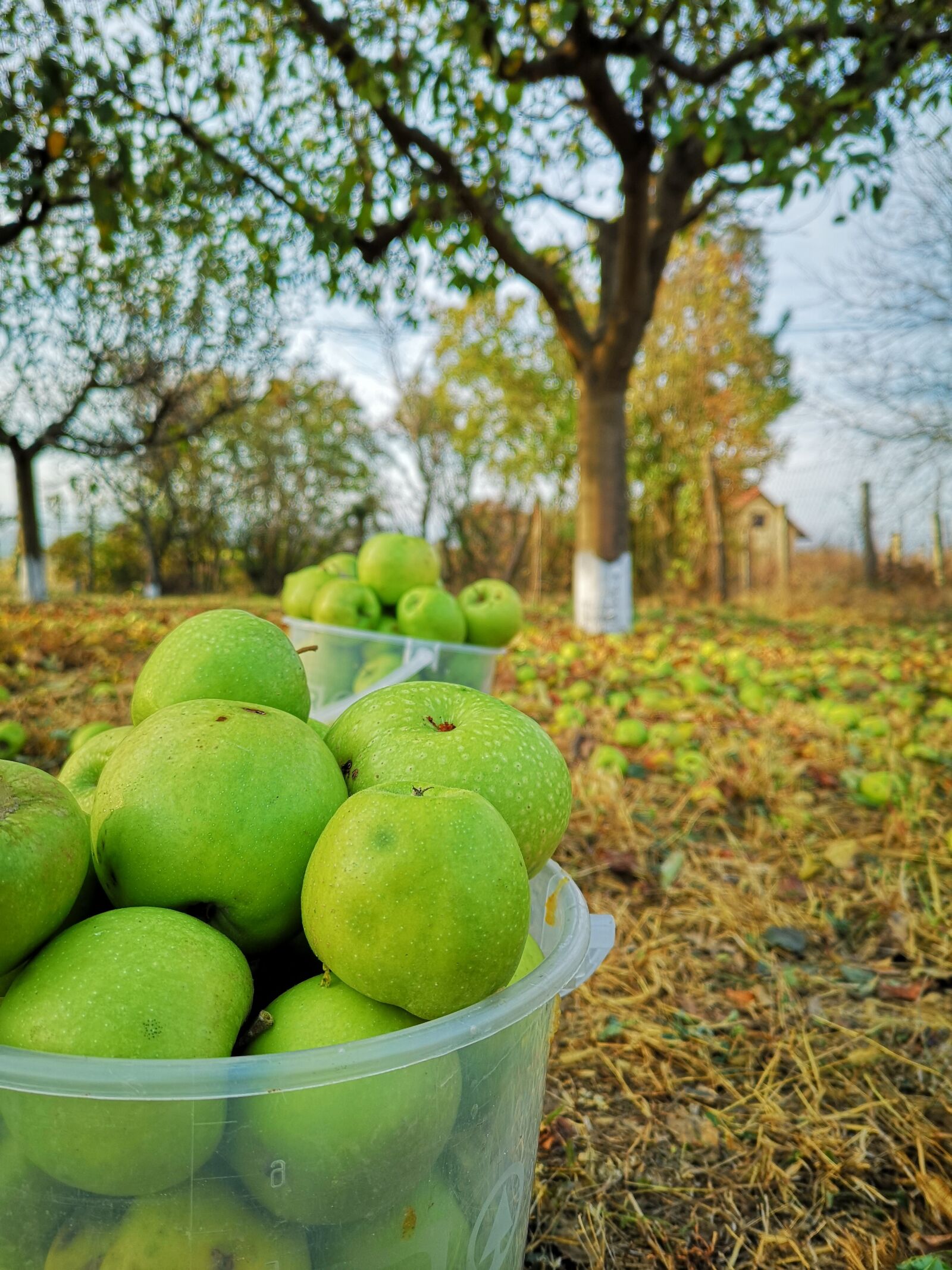 HUAWEI CLT-L29 sample photo. Apple, fruit, green photography