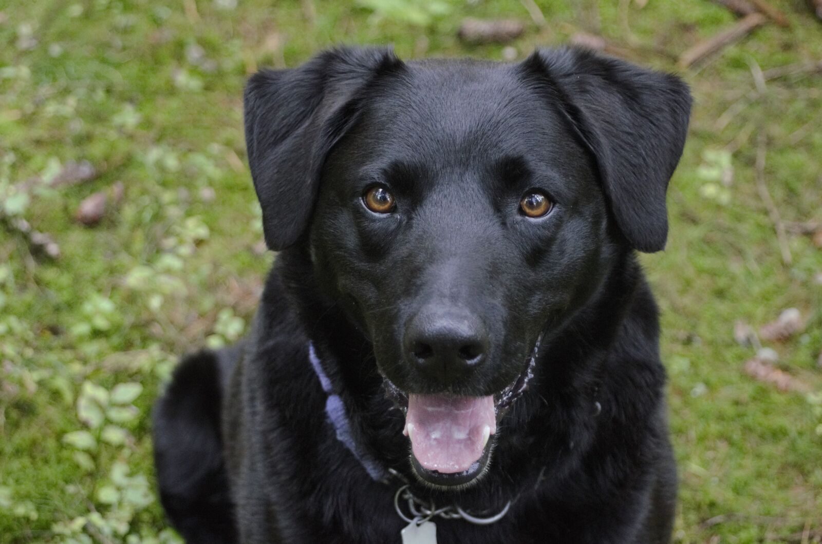 Nikon D7000 sample photo. Black dog, brown eyes photography