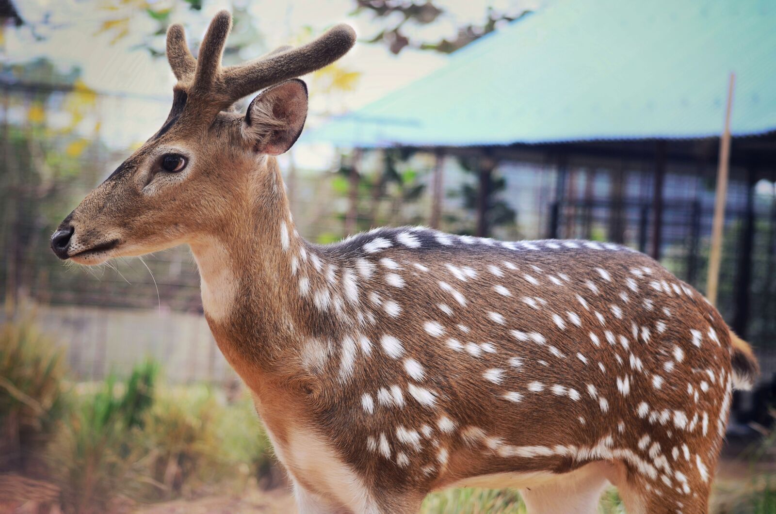 Nikon D5100 sample photo. Red deer, stage, animal photography