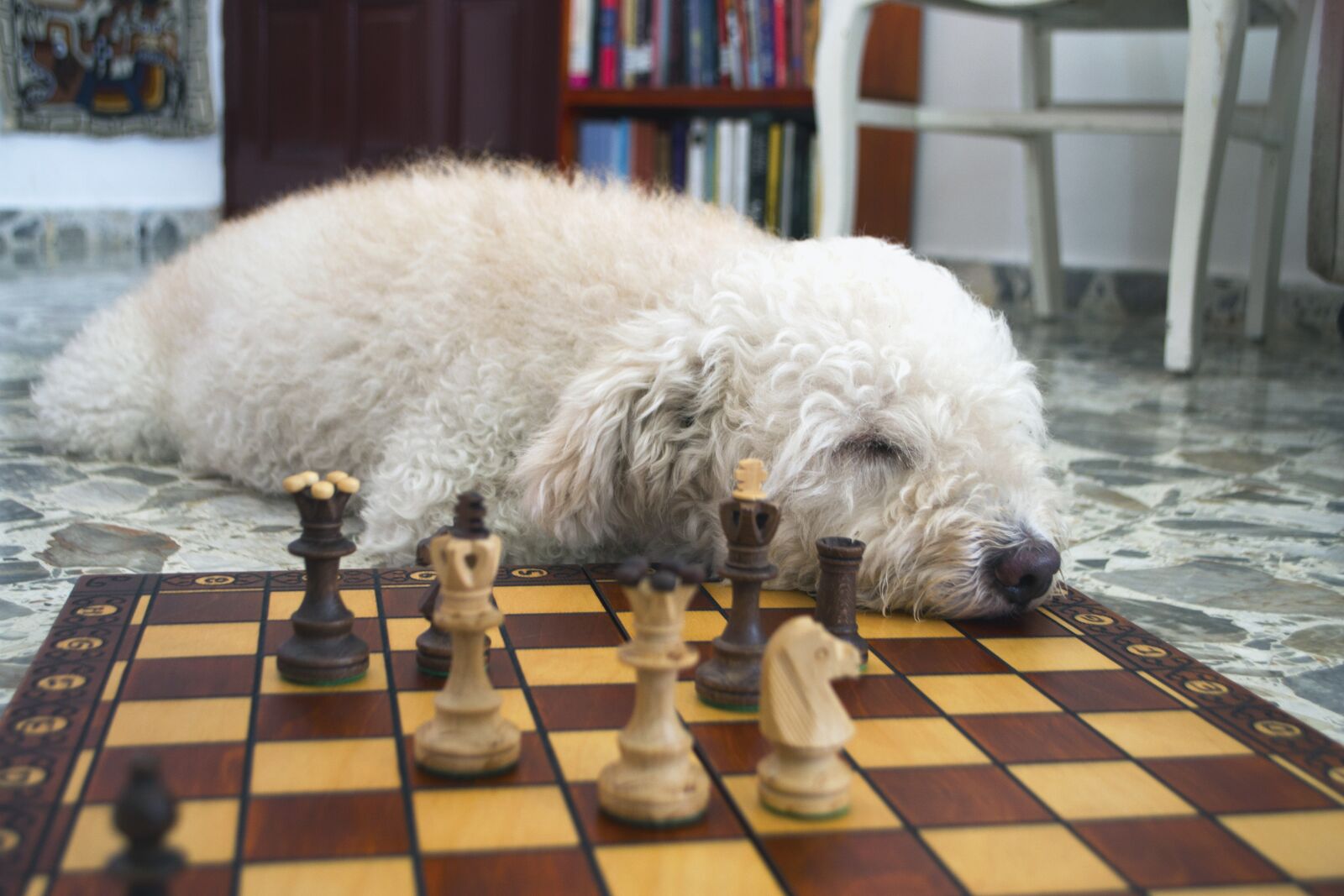 Nikon D3100 sample photo. Chess, dog, tactic photography
