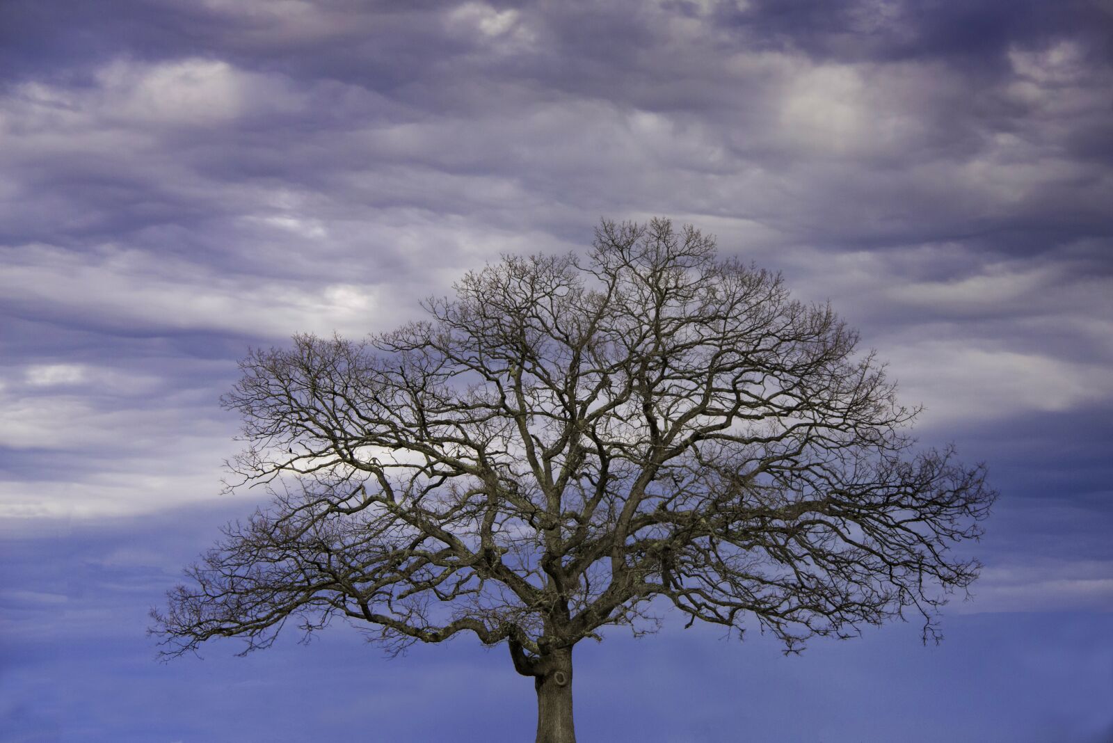 Nikon D800 sample photo. Tree, winter, landscape photography