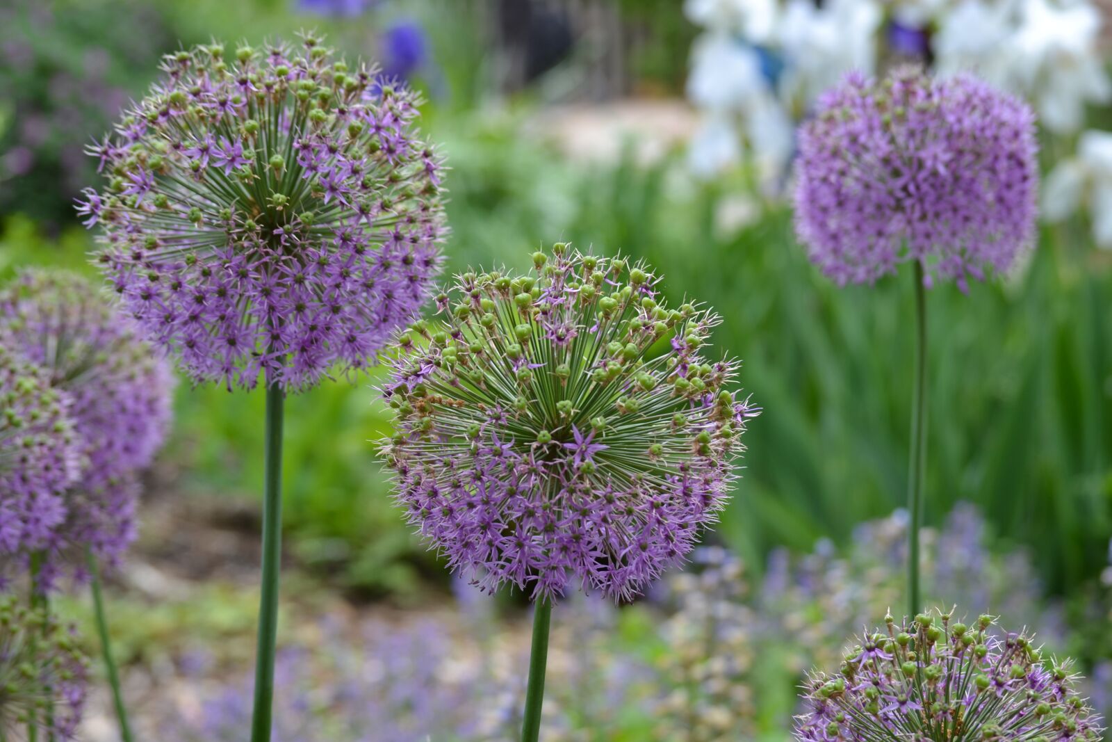 Nikon D3100 sample photo. Flower, purple, floral photography