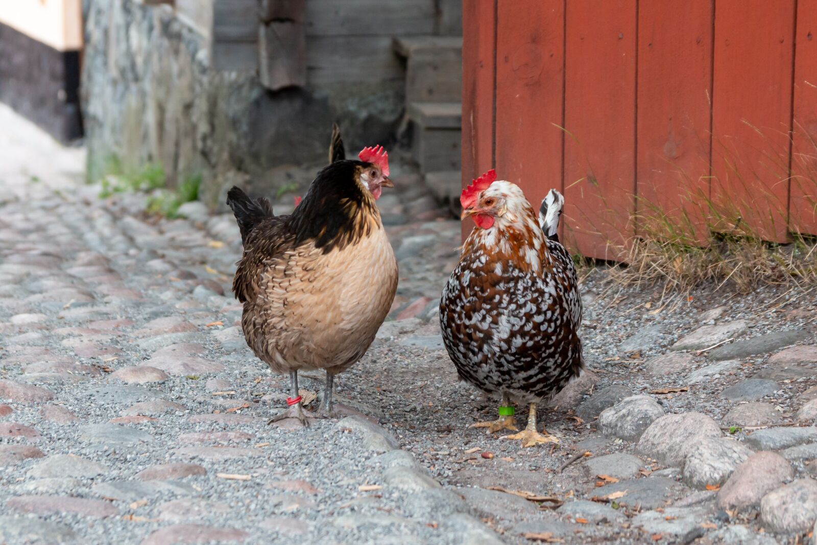 Canon EOS 70D sample photo. Chicken, hen, farm photography