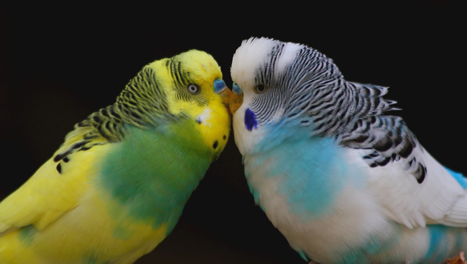 Canon EOS 550D (EOS Rebel T2i / EOS Kiss X4) sample photo. Budgie, smooch, love photography