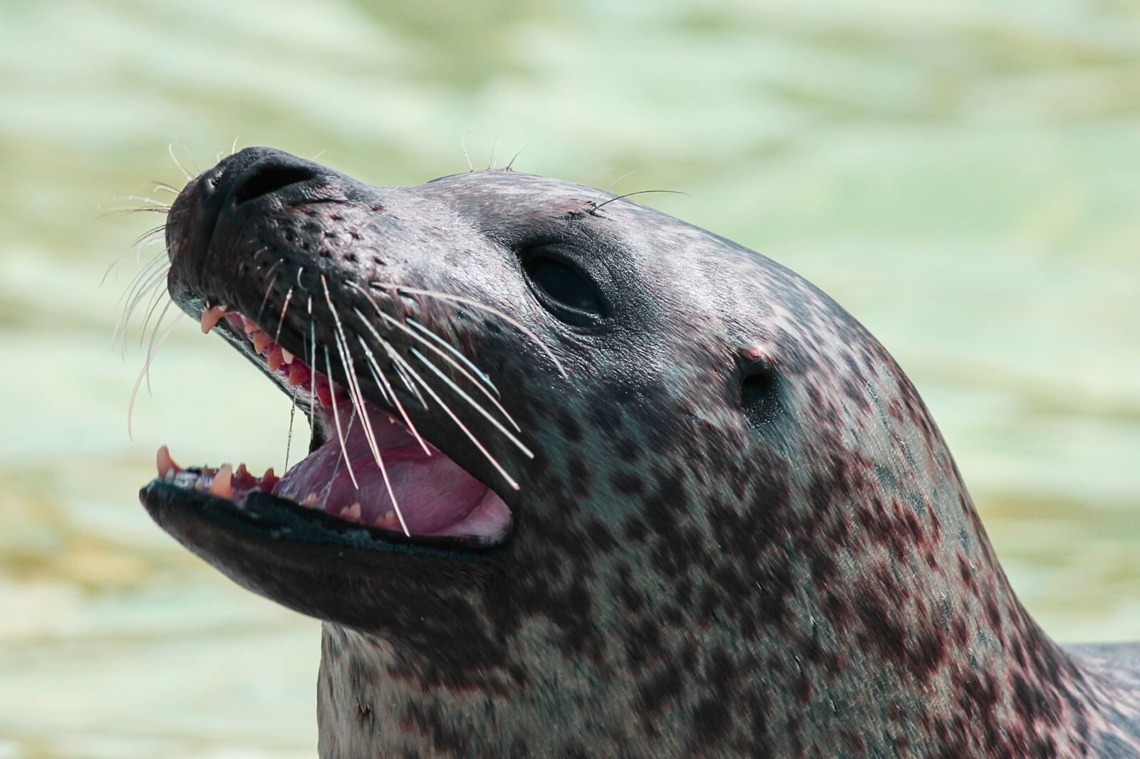 Canon EOS 1100D (EOS Rebel T3 / EOS Kiss X50) sample photo. Seal, robbe, snout photography