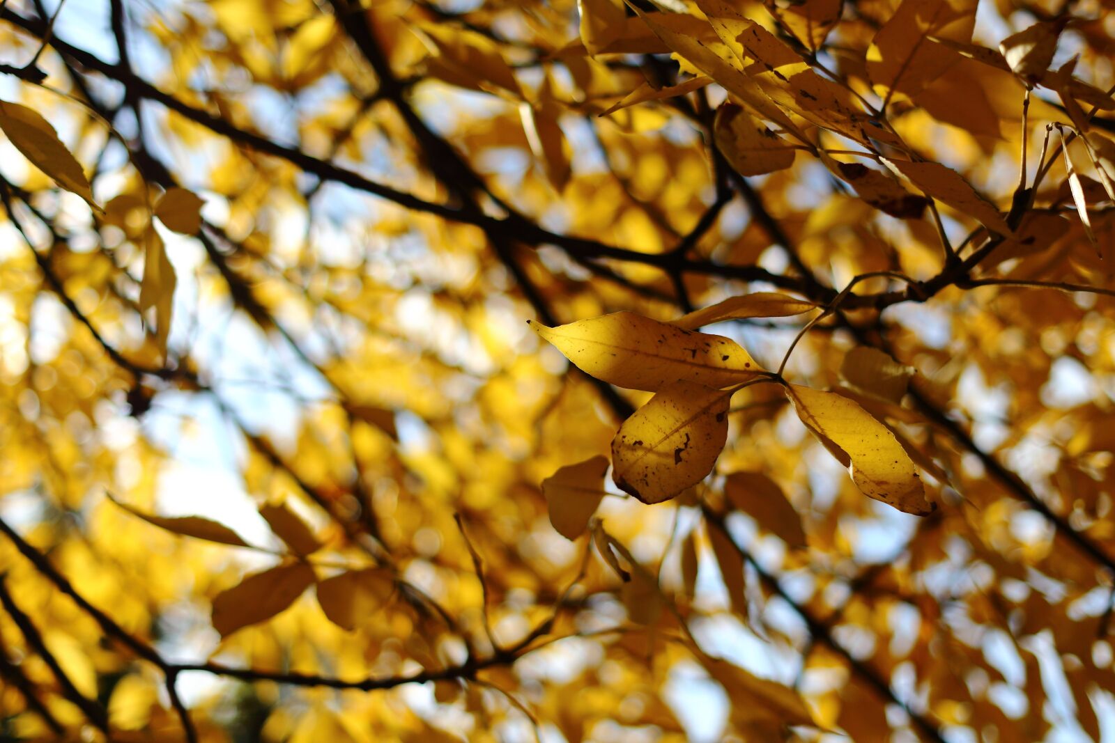 Canon EOS 700D (EOS Rebel T5i / EOS Kiss X7i) + Canon EF 40mm F2.8 STM sample photo. Foliage, leaf, autumn photography