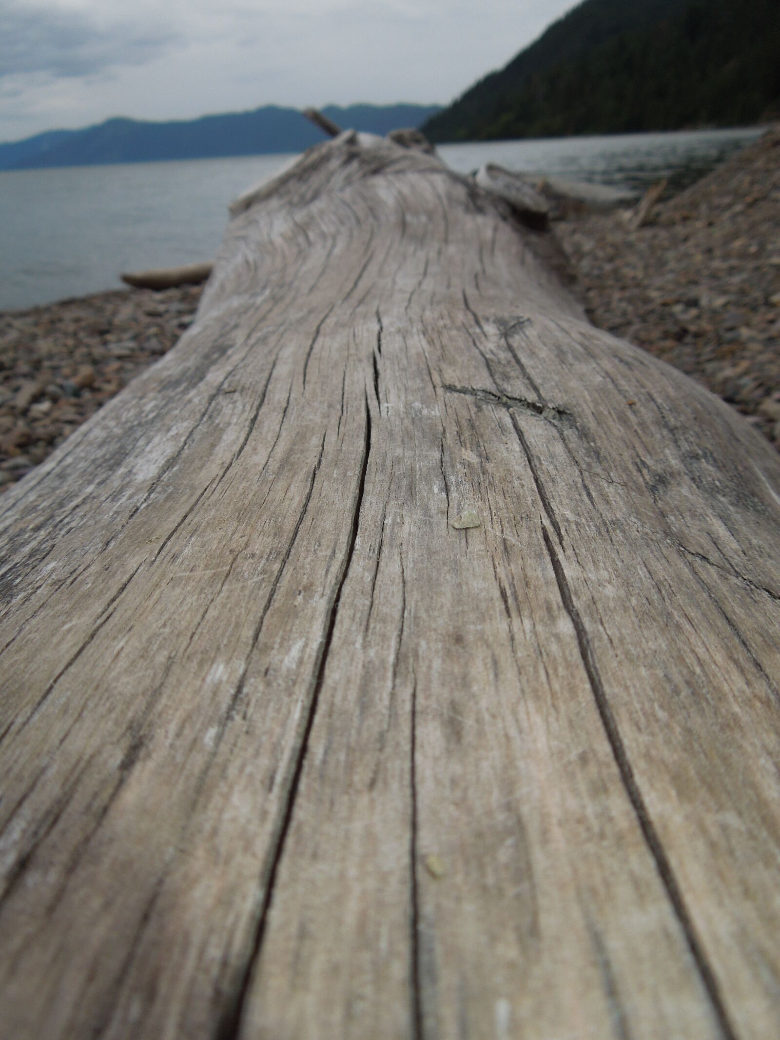 Nikon Coolpix S8200 sample photo. Wood, log, tree photography