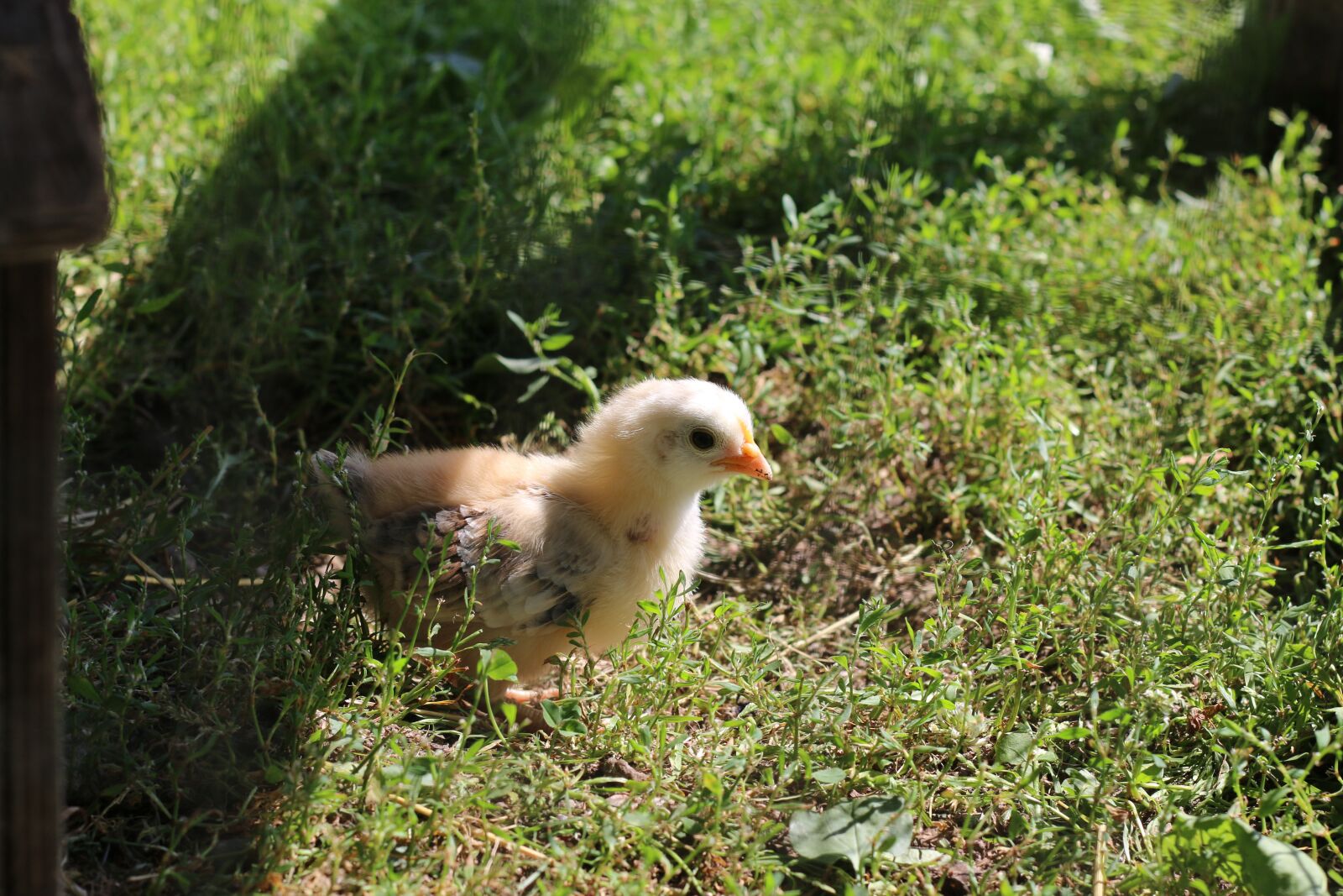 Canon EOS 70D + Canon EF 50mm F1.8 II sample photo. Chicken, chick, farm photography