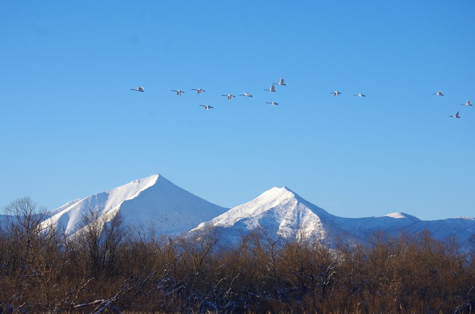 Pentax K-5 sample photo. The wild swans, the photography