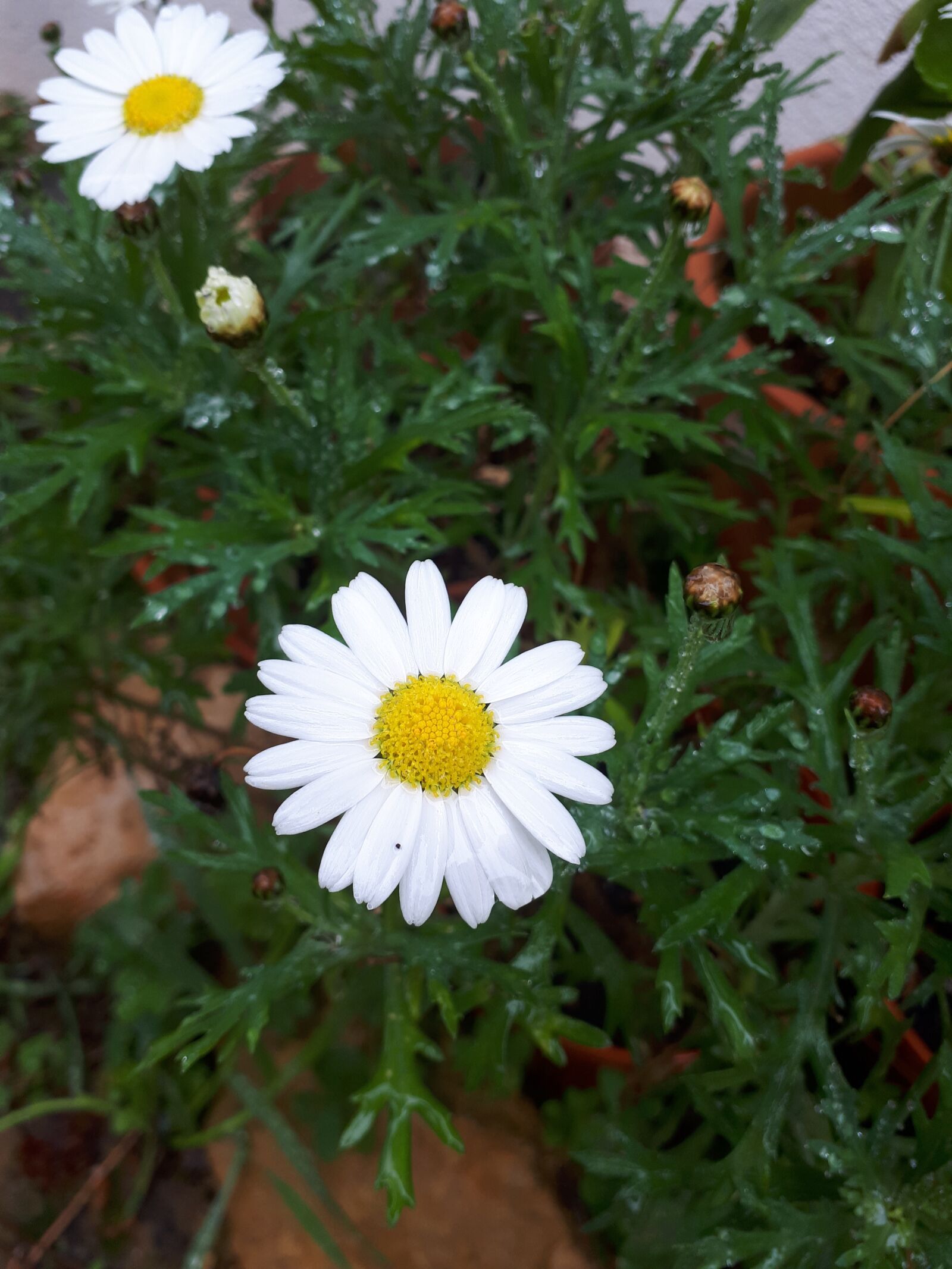 Samsung Galaxy A5(2017) sample photo. Marigold, garden, flowers photography