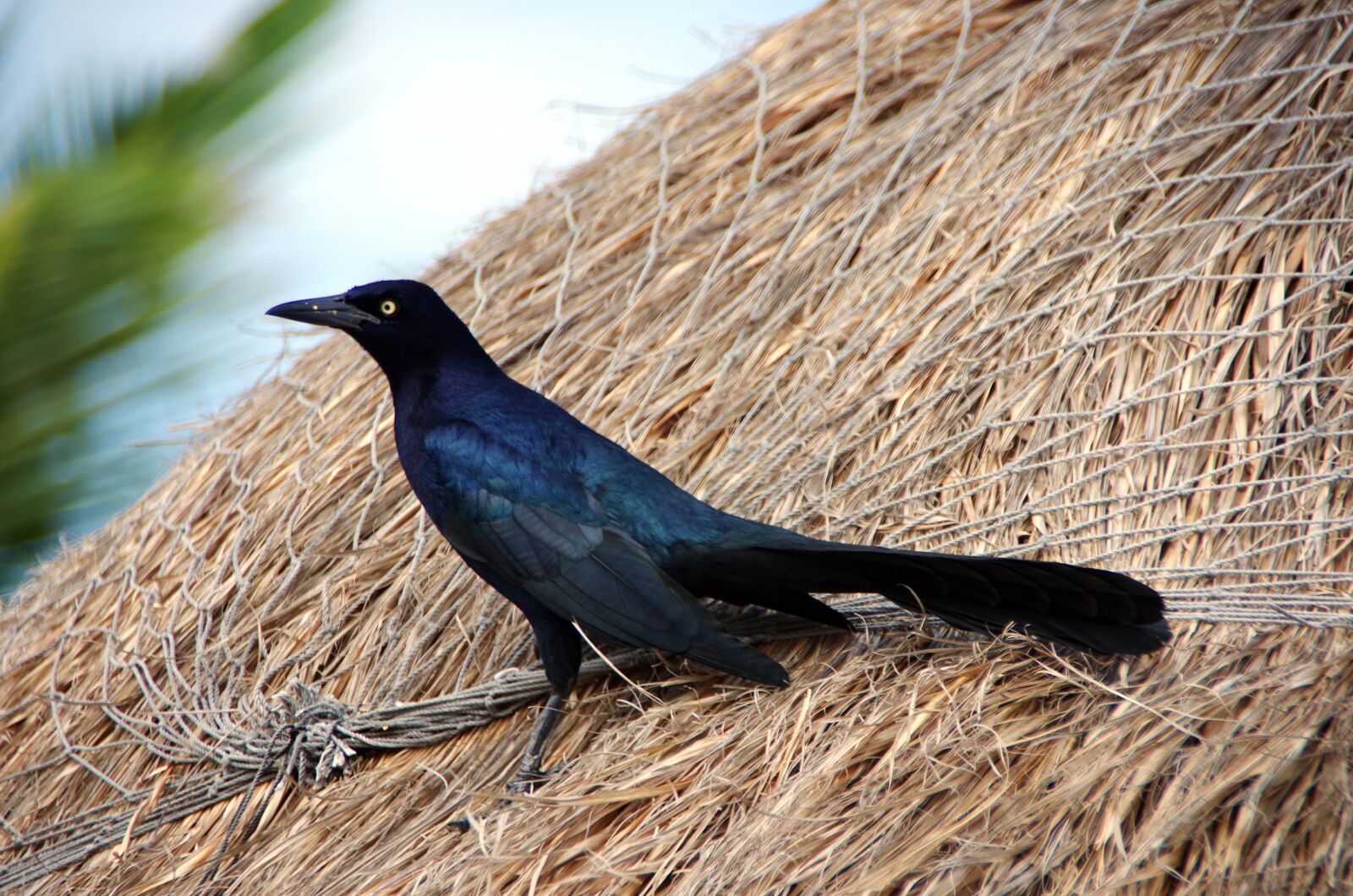 Pentax K-5 sample photo. Grackle with long tail photography