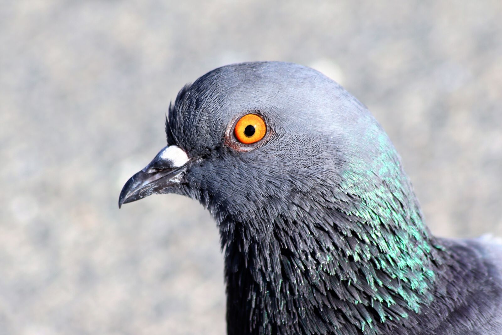 Canon EOS 200D (EOS Rebel SL2 / EOS Kiss X9) sample photo. Pigeon, bird, orange eye photography