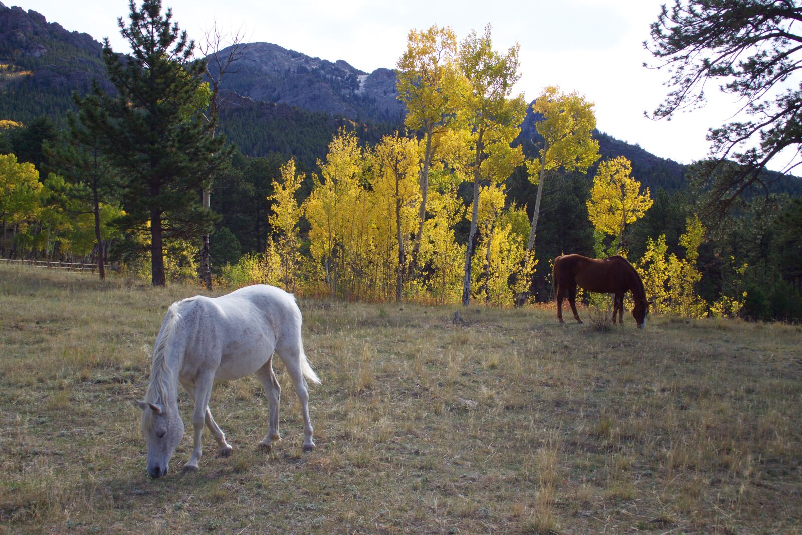 Canon EOS 50D sample photo. Horses, aspen, mountain photography