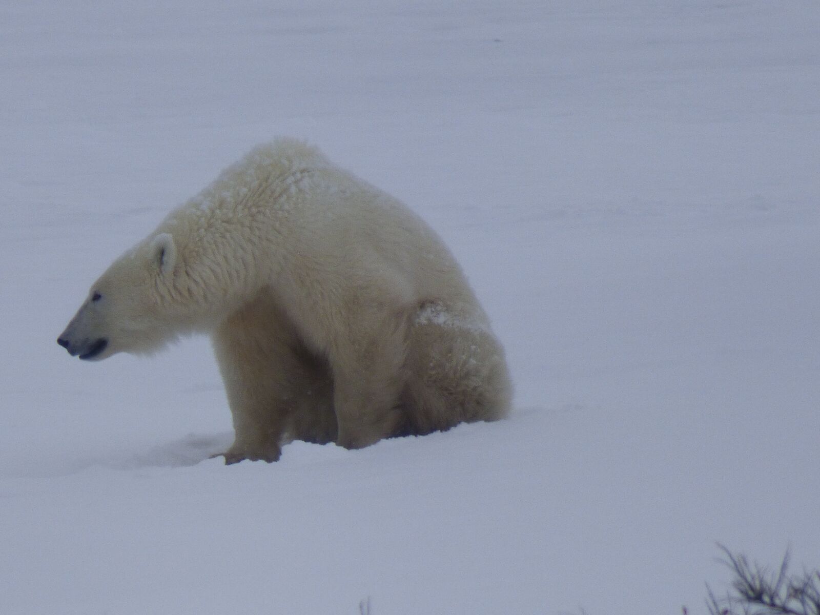 Panasonic Lumix DMC-FZ70 sample photo. The polar bear, polar photography