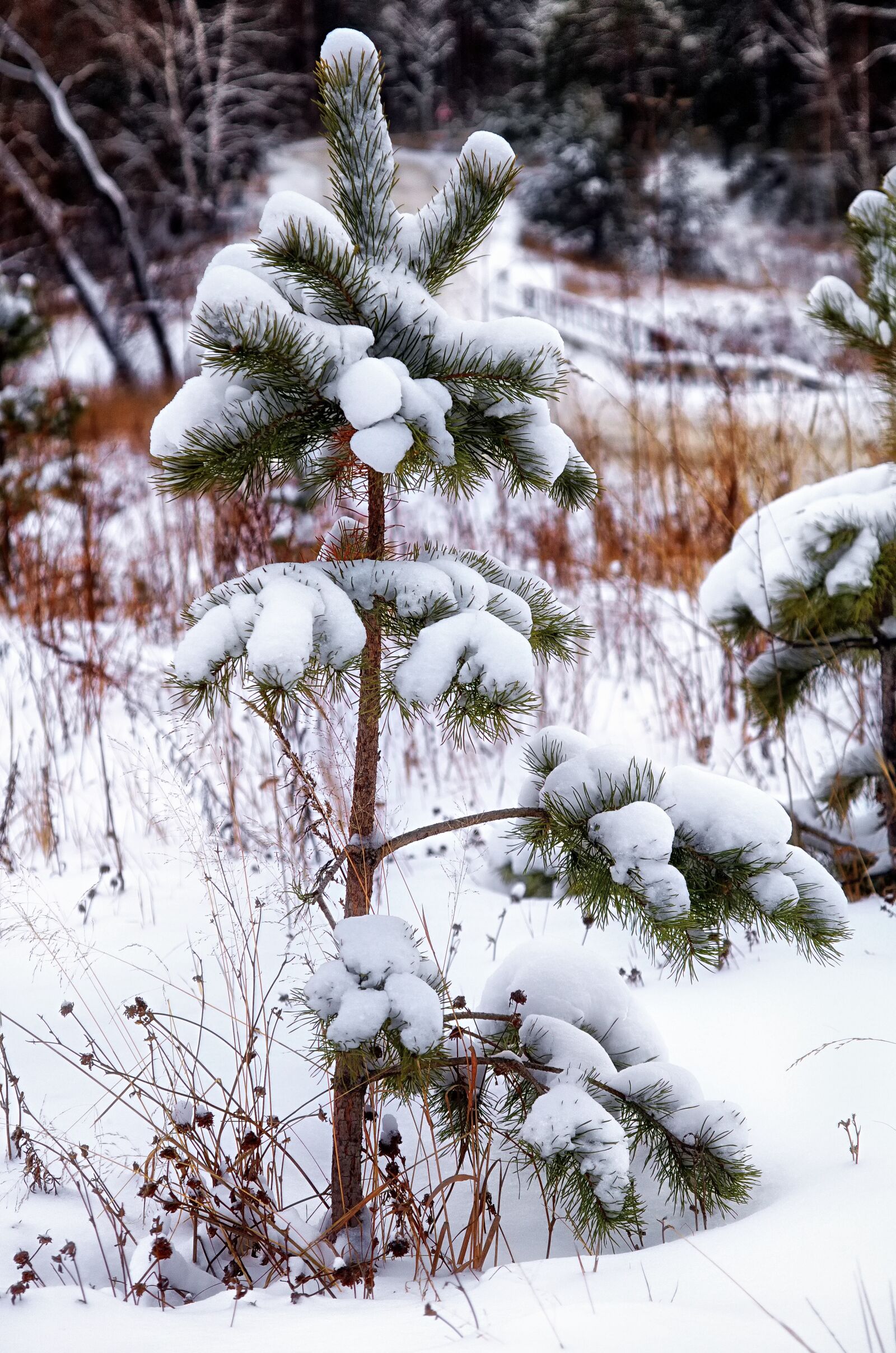 Pentax K-500 sample photo. Snow, pine, lonely photography