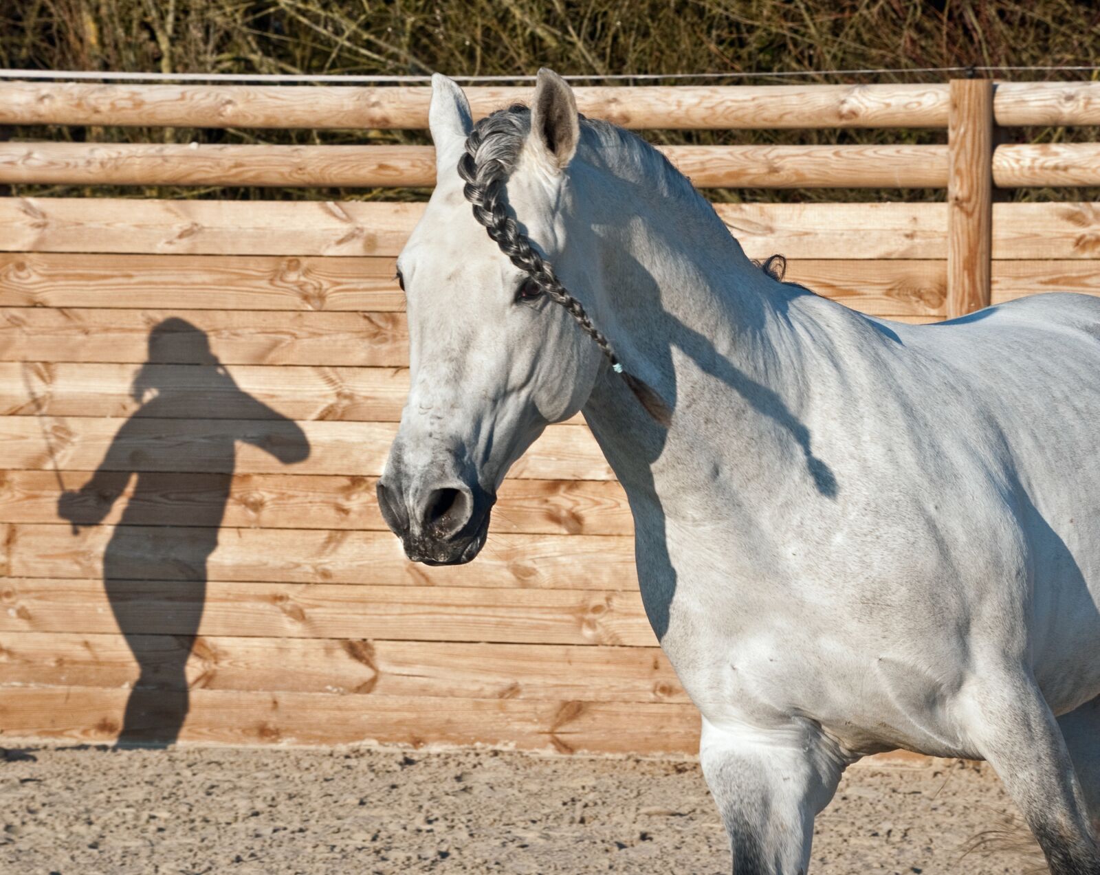 Nikon D300 sample photo. Horse, shadow, silhouette photography