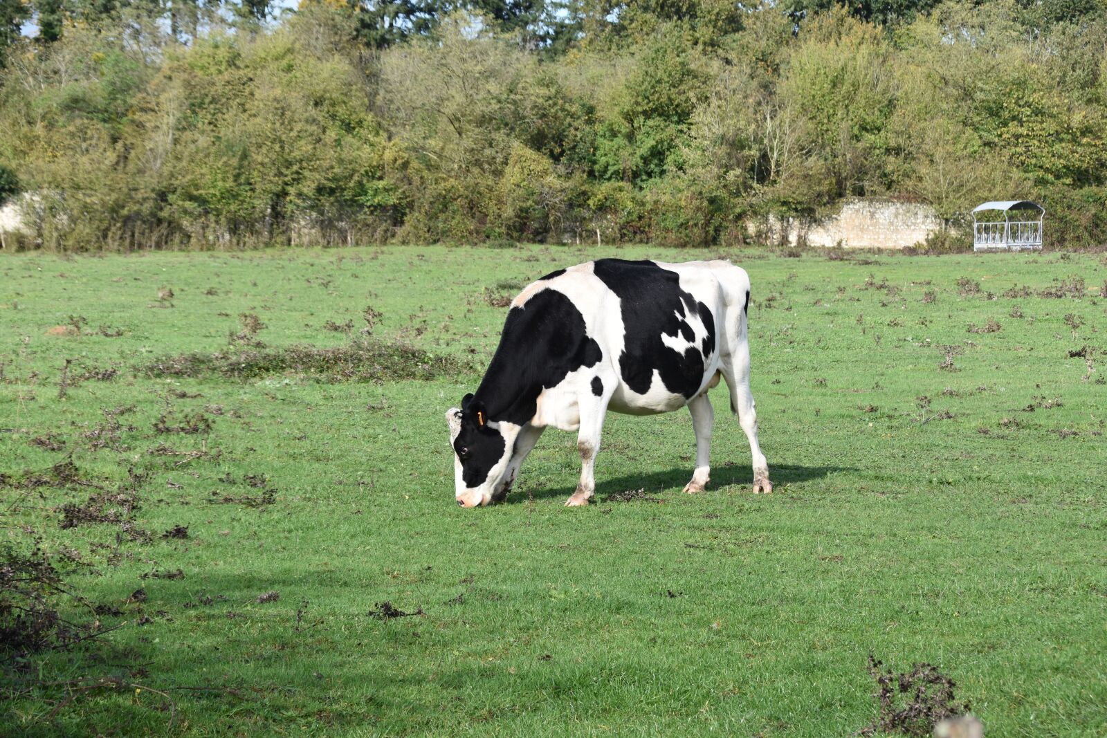 Nikon D5600 sample photo. Cow, cow grazing grass photography
