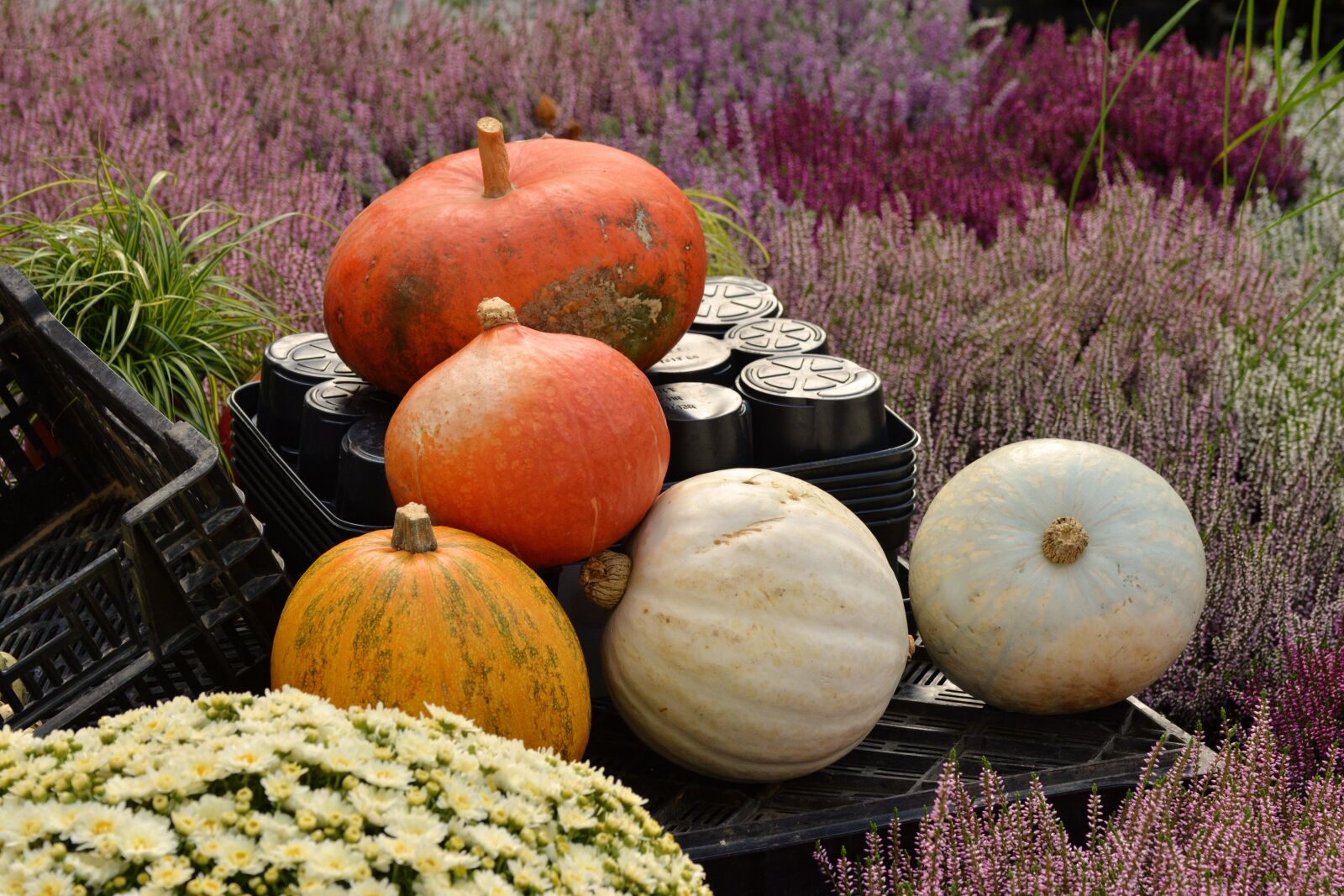 Nikon D5200 sample photo. Nursery, autumn plant, pumpkins photography