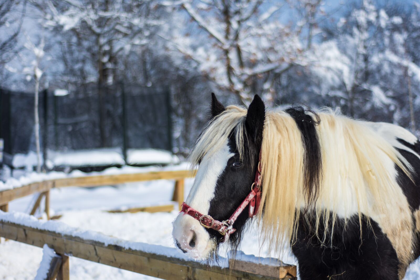 Nikon D7200 sample photo. Horse, farm, winter photography