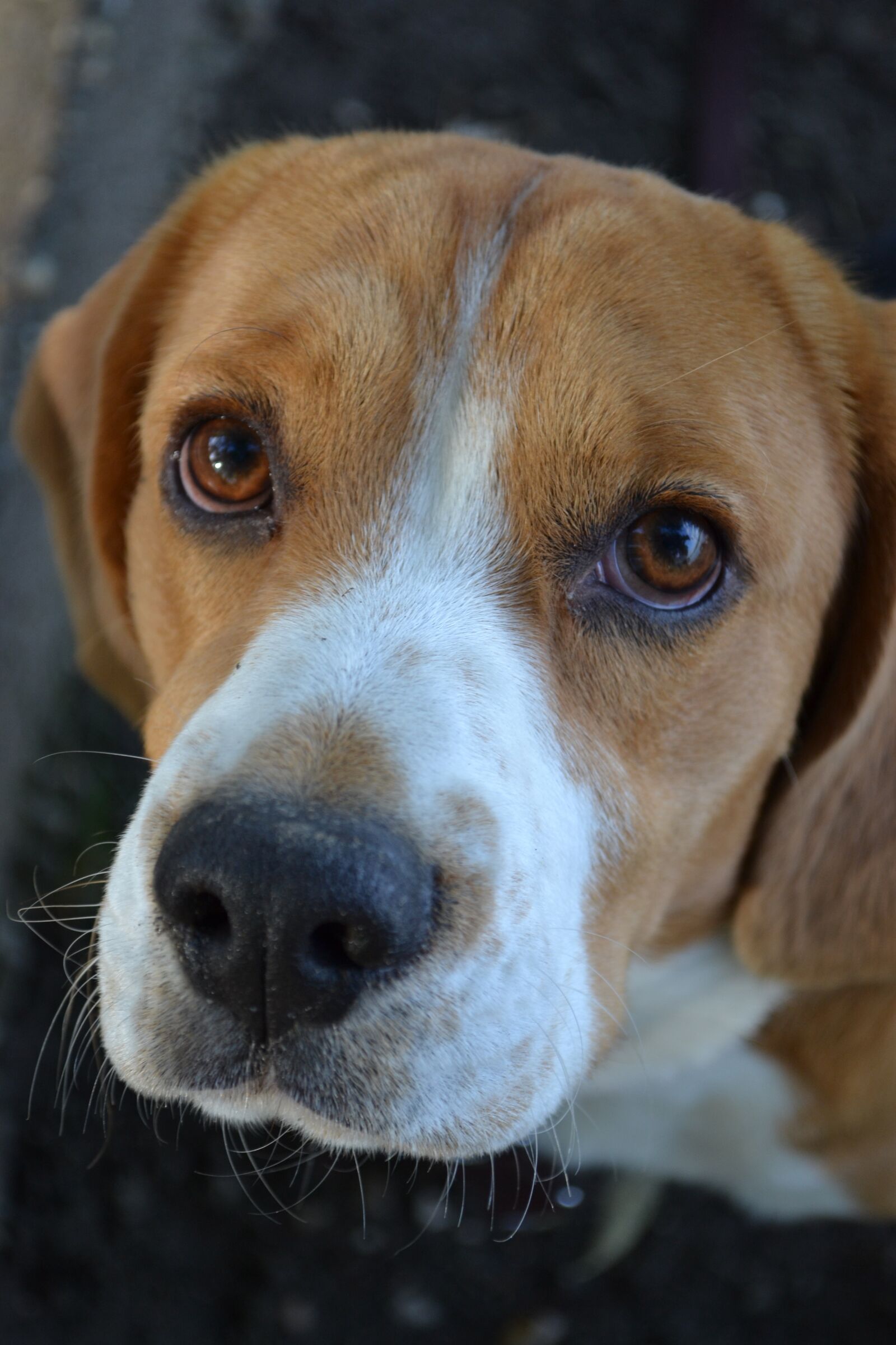 Nikon D3100 sample photo. Dog, dog-i, eyes photography