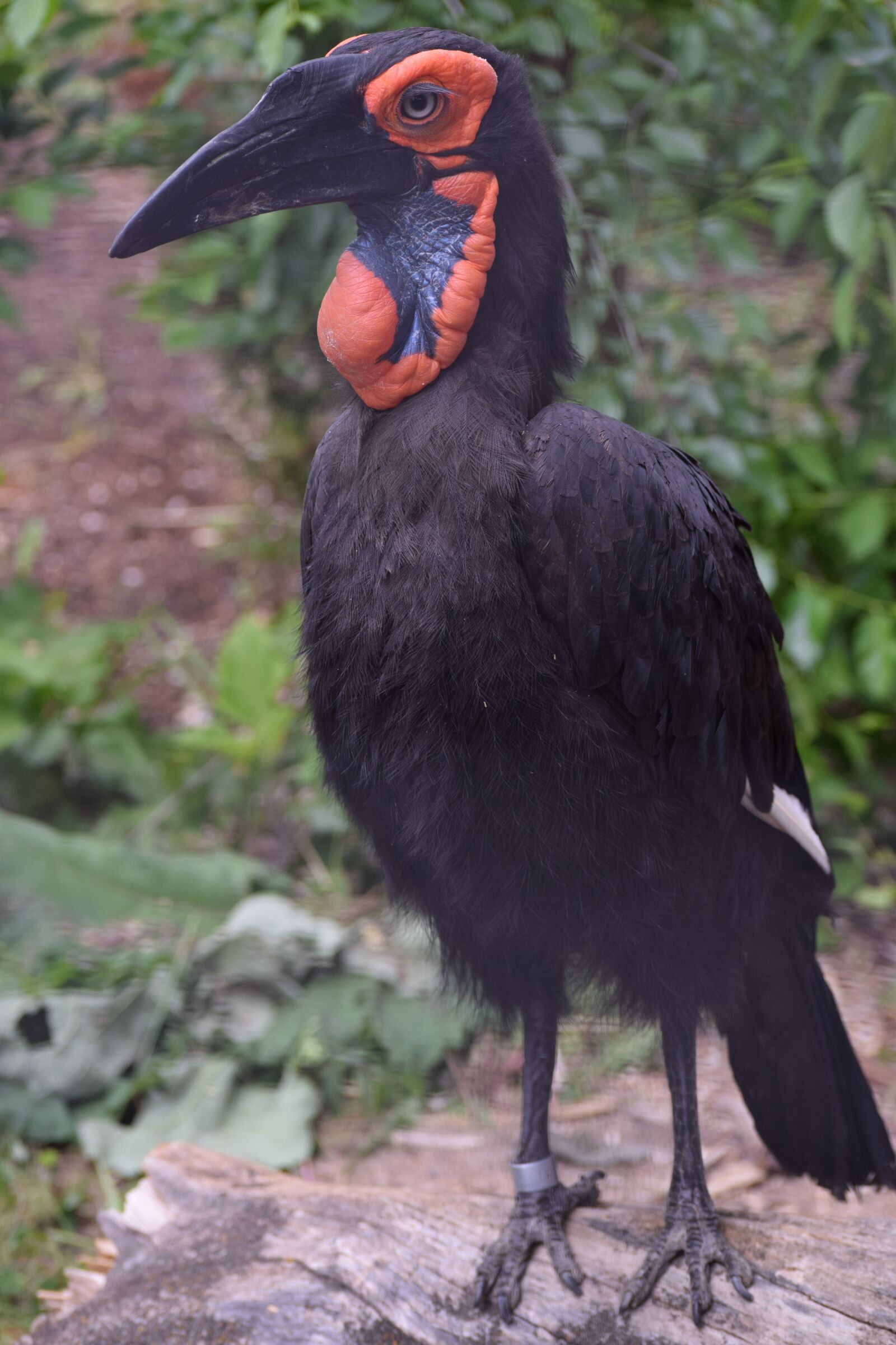 Nikon D3300 sample photo. Southern ground hornbill, hornbill photography
