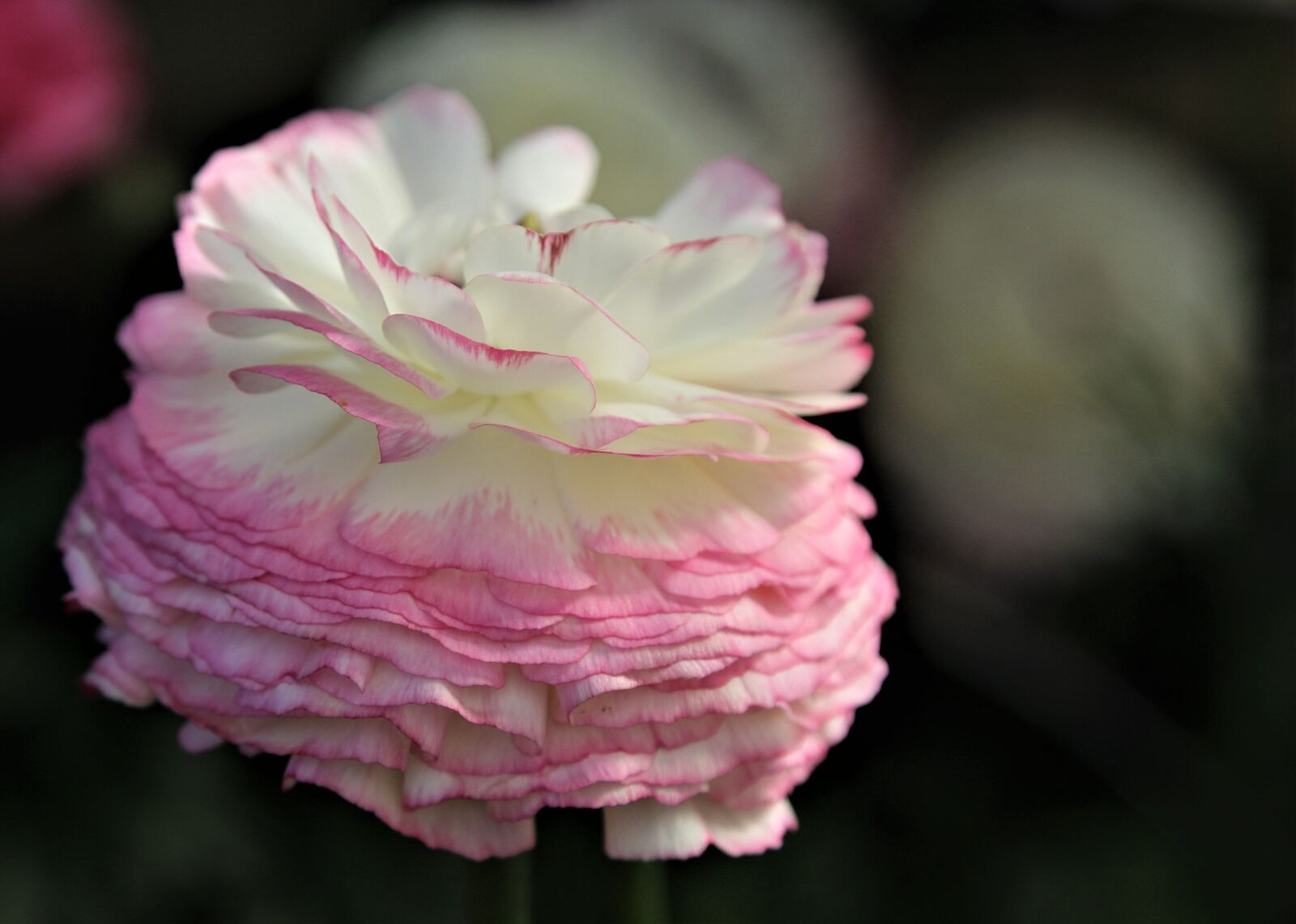 Canon EOS 1300D (EOS Rebel T6 / EOS Kiss X80) sample photo. Flower, nature, flora photography