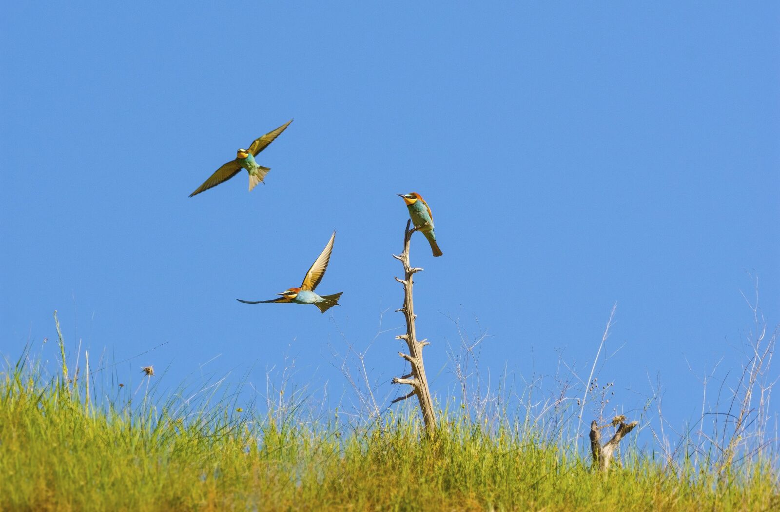 Nikon D7200 sample photo. Bird, nature, bee-eater photography