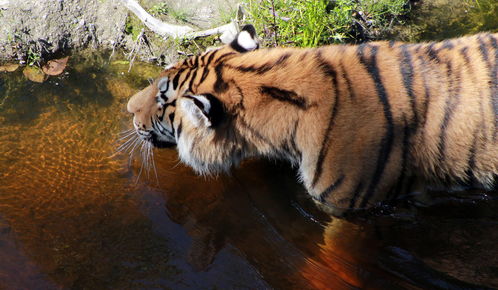 Canon EOS 1100D (EOS Rebel T3 / EOS Kiss X50) sample photo. Big, cat, tiger photography