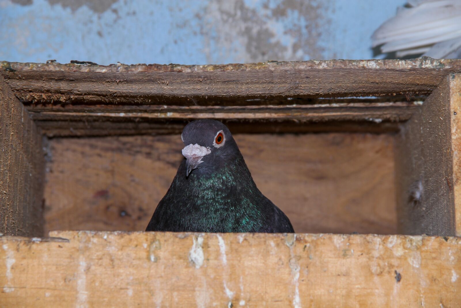 Canon EOS 7D sample photo. Pigeon in coop, bird photography