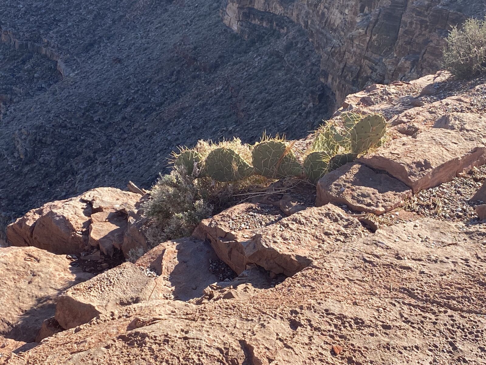 Apple iPhone 11 sample photo. Grand canyon, cactus, arizona photography
